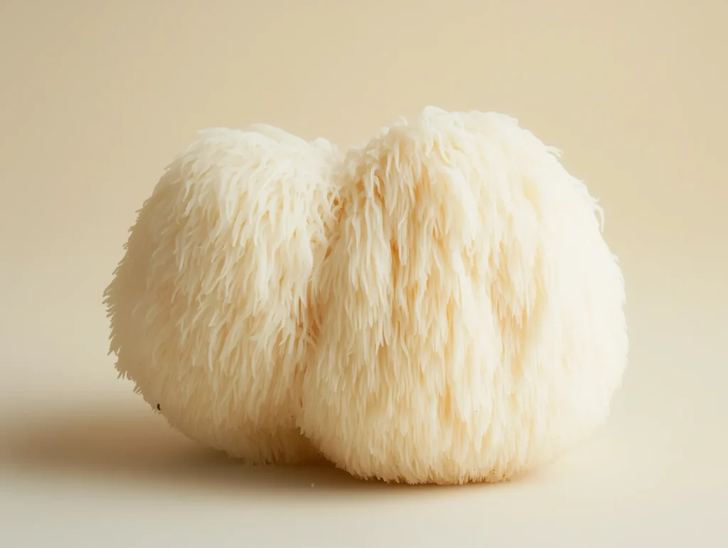 Lion's mane - Champignon nootropique